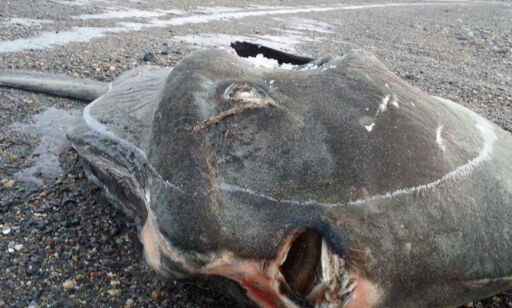 Monsterfisk skylt på land i Narvik: - En av verdens største
