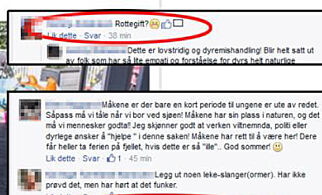 «Rottegift», «Ta og skyt dem», var tipsene Åshild fikk da tre måkeunger bosatte seg på verandaen hennes