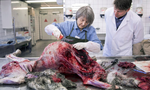 Skal slakte ned hele reinstammen innen 1. mai neste år