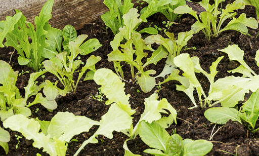 - Si ha det til plastpakket Rucola. Slik dyrker du det selv