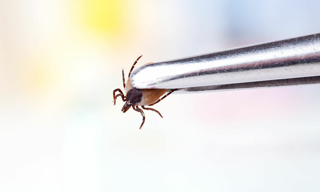 Flåttsykdommen borreliose øker