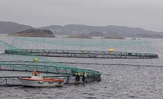 BERGEN 20110207.
Sjøtrolls oppdrettsanlegg Skjerholmen på Buarøy sør for Flesland mandag morgen. Tidligere ble det presentert en handlingsplan om bekjempelse og kontroll med lakselus. Samtlige havbrukere i Norge har gått sammen for koordinere tiltakene.
Foto: Heiko Junge / Scanpix