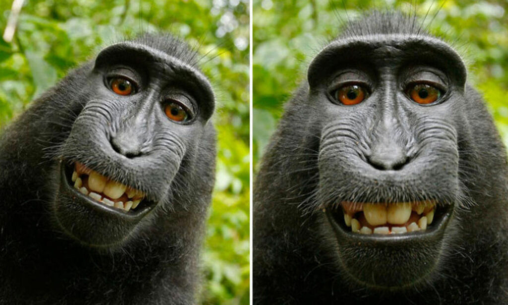 Saksøkt fotograf etter «ape-selfie»: - Jeg har fått livet mitt ødelagt