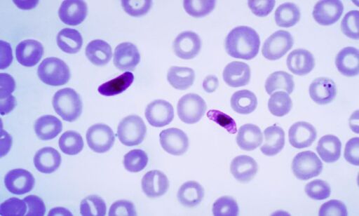 Ny, mutert malaria-parasitt sprer seg i Sørøst-Asia
