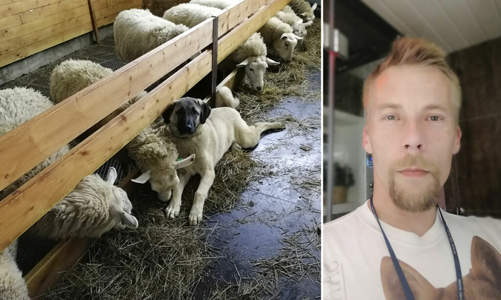 Bonde raser over prisen på sauekjøtt: Gir sauene til hundene i stedet for å levere dem til slakteriet
