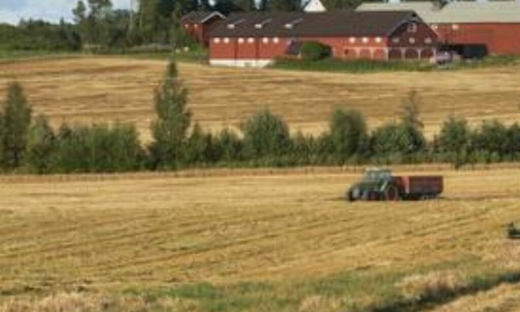 Derfor er det kornkrise: Norsk hvete ubrukelig