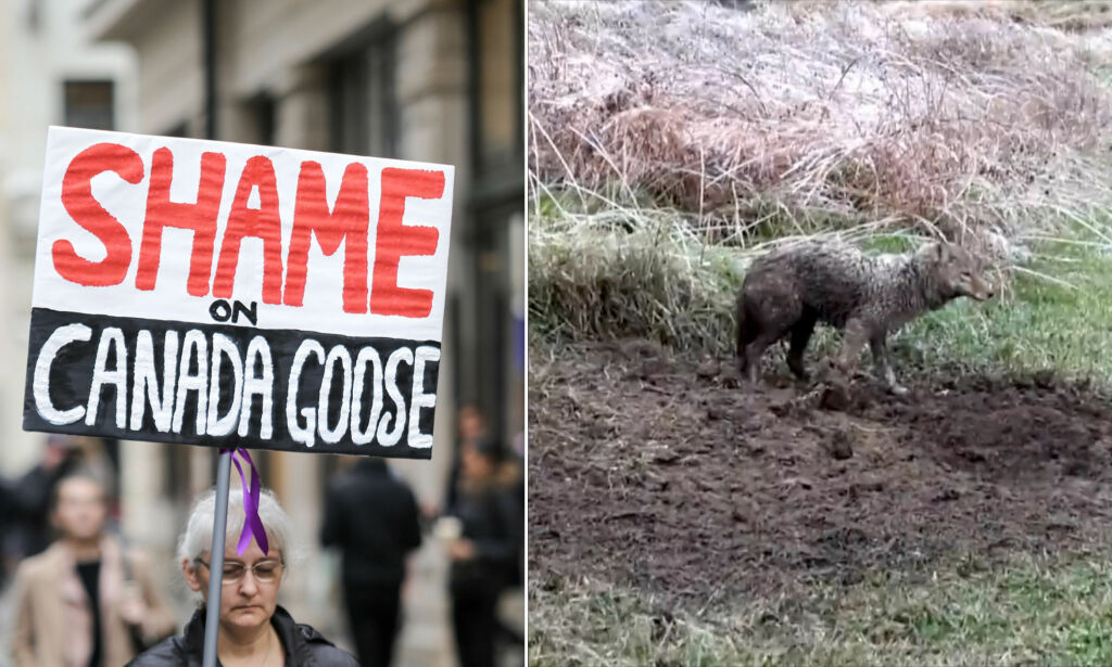 Åpnet Europas største Canada Goose-butikk. - Skam dere!