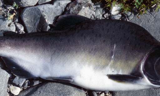 Denne mystiske laksen invaderer norske elver
