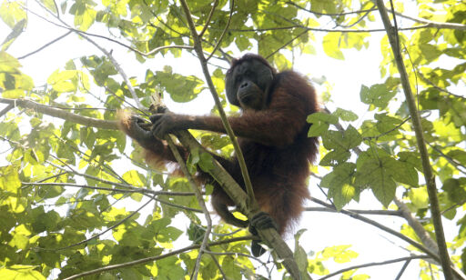 Indonesia Orangutan Rescue Photo Gallery