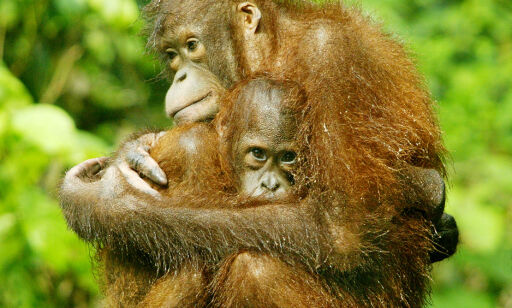 Borneos orangutangbestand redusert med 100 000 på 16 år