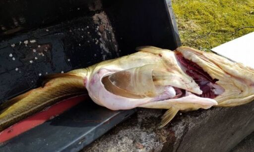 Torsken hadde en avskåret plastflaske i magen