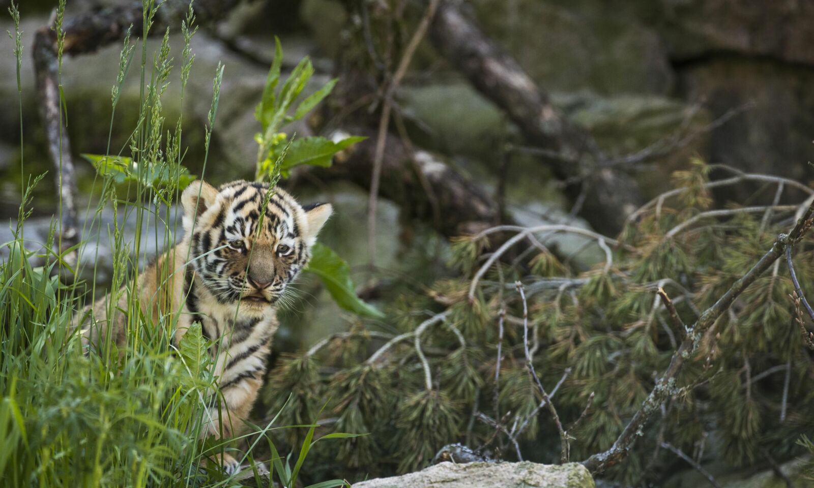 VILLE DYR: I Nordens Ark får dyrene leve så naturlig som mulig. Foto: Nordens Ark VILLE DYR: I Nordens Ark får dyrene leve så naturlig som mulig. Foto: Nordens Ark