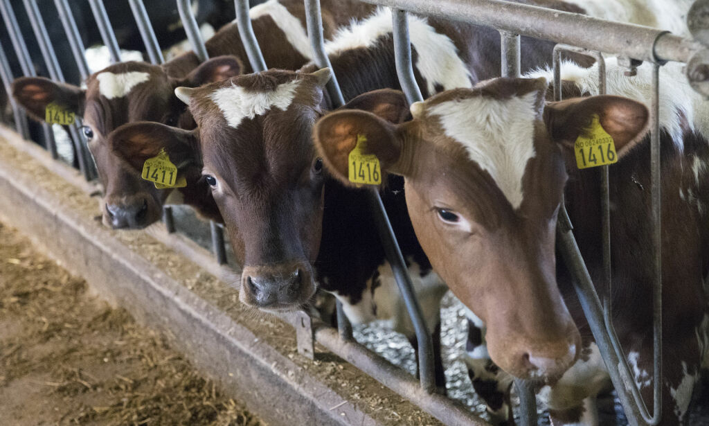 Flått-virus oppdaget i norsk melk