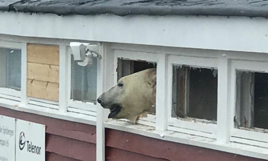 Isbjørn brøt seg inn på hotell på Svalbard