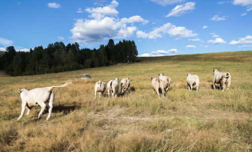 Tørkesommeren er bare starten. Klimaet trenger også krisepakke