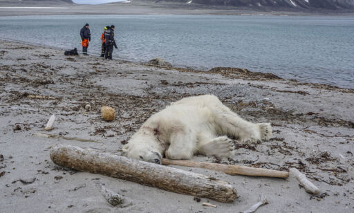 Isbjørn skutt i halsen da den angrep mann på Svalbard