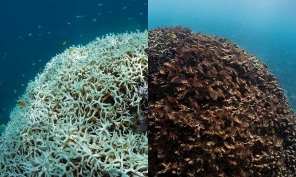 Bildene på Great Barrier Reef er tatt med én måneds mellomrom. - Knapt mulig å fatte