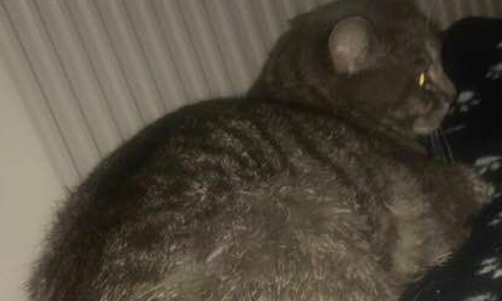 NB! Sterke bilder: Måtte avlives etter dyremishandling