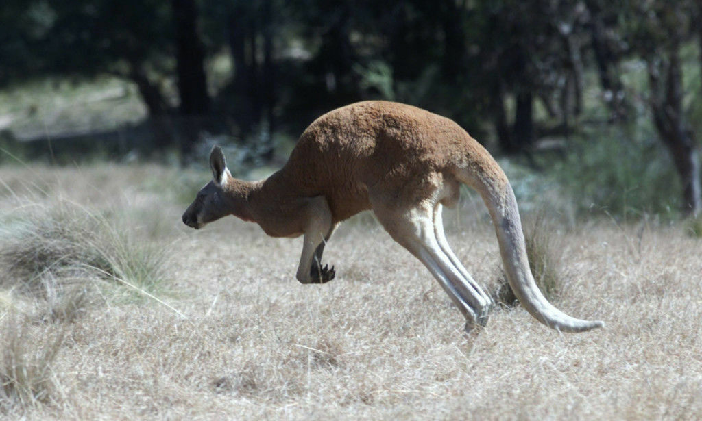 Gulrot-gærne kenguruer angriper turister i Australia